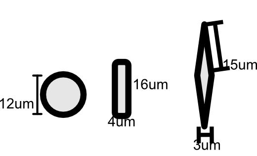 Sizes of simulated cell shapes.